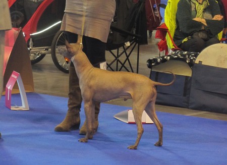 23.2.2014 MVP Duocacib Brno, Třída šampionů, Výborný 1, CAC, CAC CMKU, CACIB, BOB