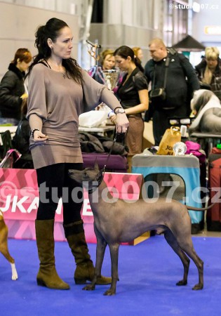 23.2.2014 MVP Duocacib Brno, Třída šampionů, Výborný 1, CAC, CAC CMKU, CACIB, BOB